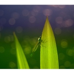 konec hry na schovávanou II.