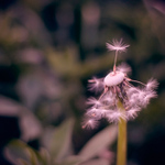 ...last man standing...