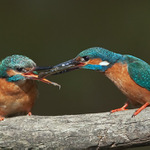 tady máš sváču a šupkej zahřívat mimi babo mlsná :)