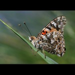 Babočka bodláková