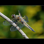 vážka 4skvrnná