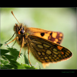 Soumračník jitrocelový