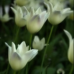 Tulipán3