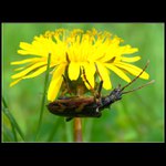 ... Tesařík dvoupásovaný (Rhagium bifasciatum) ...