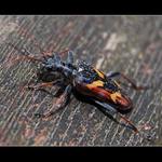 ... Tesařík dvoupásovaný (Rhagium bifasciatum) II. ...