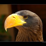 ... Orel východní kamčatský ...