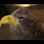 ... Orel mořský ...