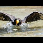 ... Když se orel koupe ...