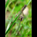 ... Šídlatky kroužkované (Sympecma paedisca) ...