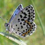 modrásek rozchodníkový