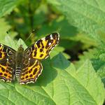 babočka síťkovaná