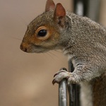 Zaplotowá wewerička