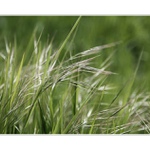 *romantika v trávě*