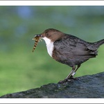 pták roku 2009 skorec vodní s vrankou