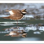 baletka říční :-)