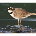 kulík říční :-)