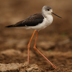 dlouhonohá kráska z Afriky