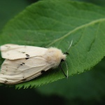 přástevník bezový