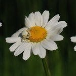 když zozkvetou kopretiny