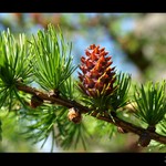 Modřínová šiška