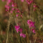 Lychnis viscaria
