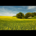 O krajině převážně žluté