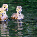 ... na průzkumu ...