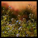 ***MŮJ VEČER V TRÁVĚ***