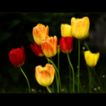 ***KAŽDÝ PO SVÉM***