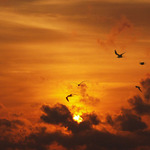 Layang Layang - ptáci