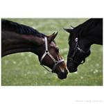 horsy love