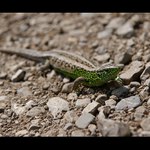 Jašterica obyčajná