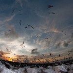 Birdland