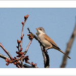 Pěnice hnědokřídlá