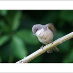 Pěnice hnědokřídlá