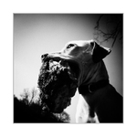 Phoebe, aneb Klackonoš Kuřimský..