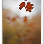 Detail pozdního podzimu