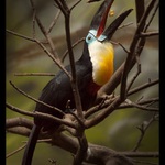 .. letmá sváča ..