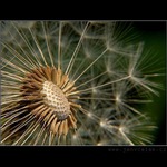 když vítr zafouká...