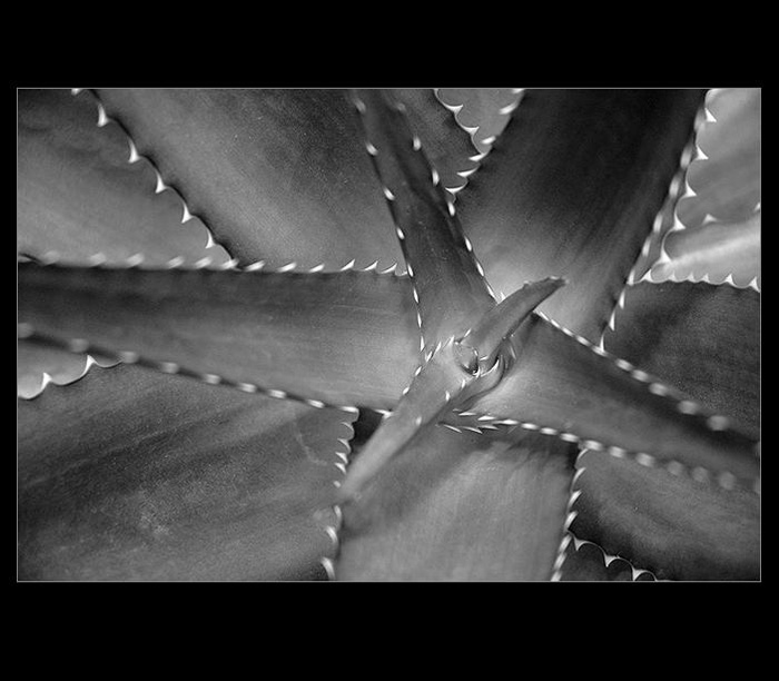.: BOTANICKÁ  III. - chřtán hvězdy :.