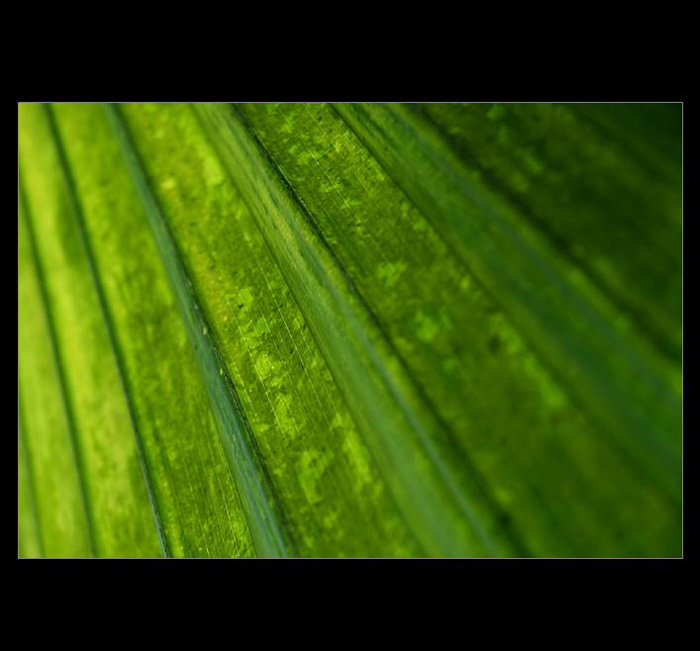 .: BOTANICKÁ IV. :.
