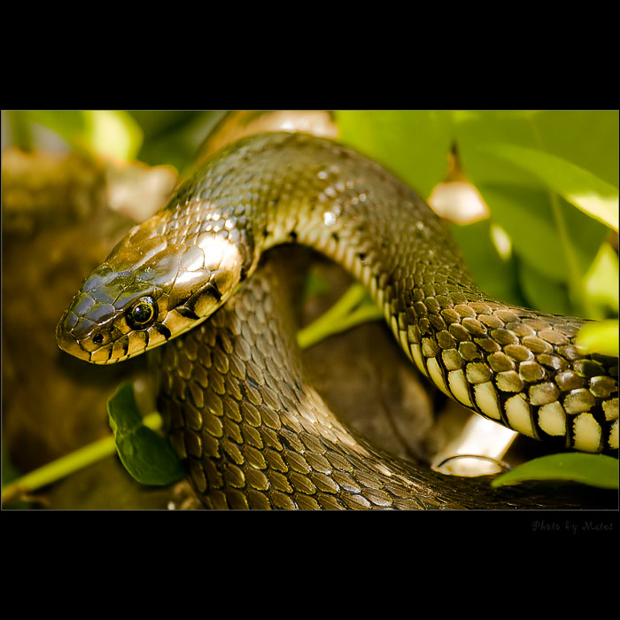 Úžovka Obojková III