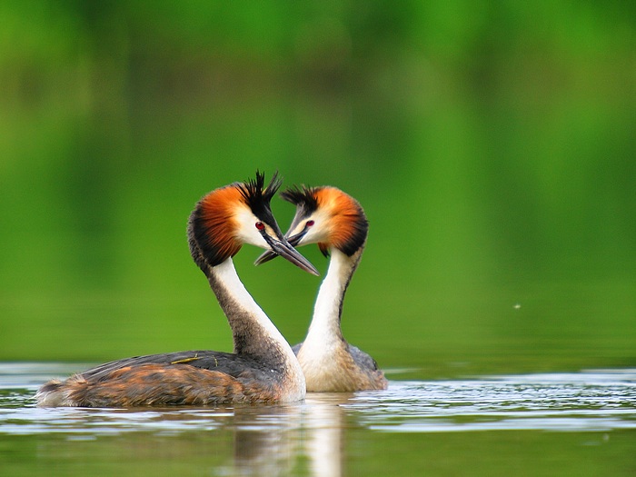 ...Ptačí láska...