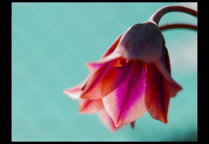 ... Zvonek štěstí ...