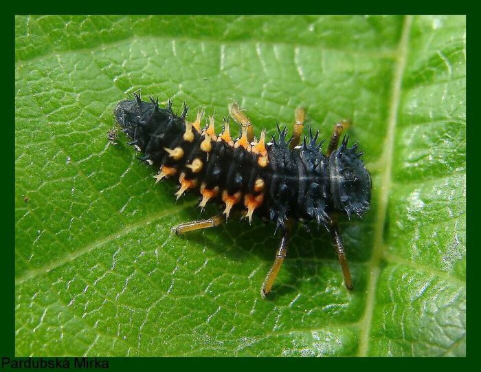 larva berušky