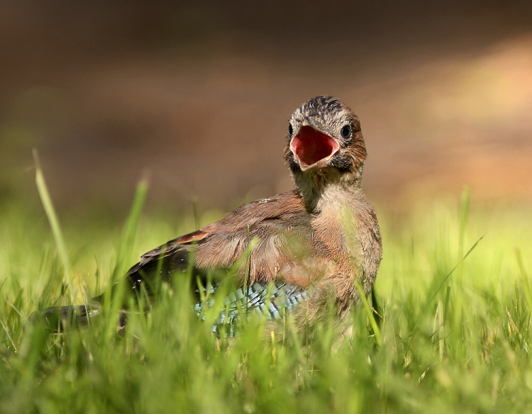 Míííroooo!!!