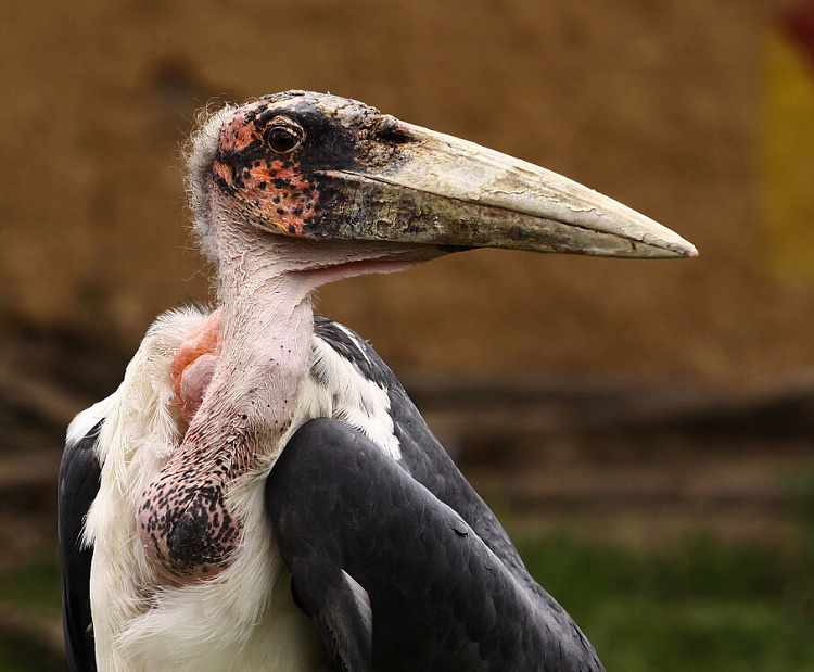 pták ošklivák....