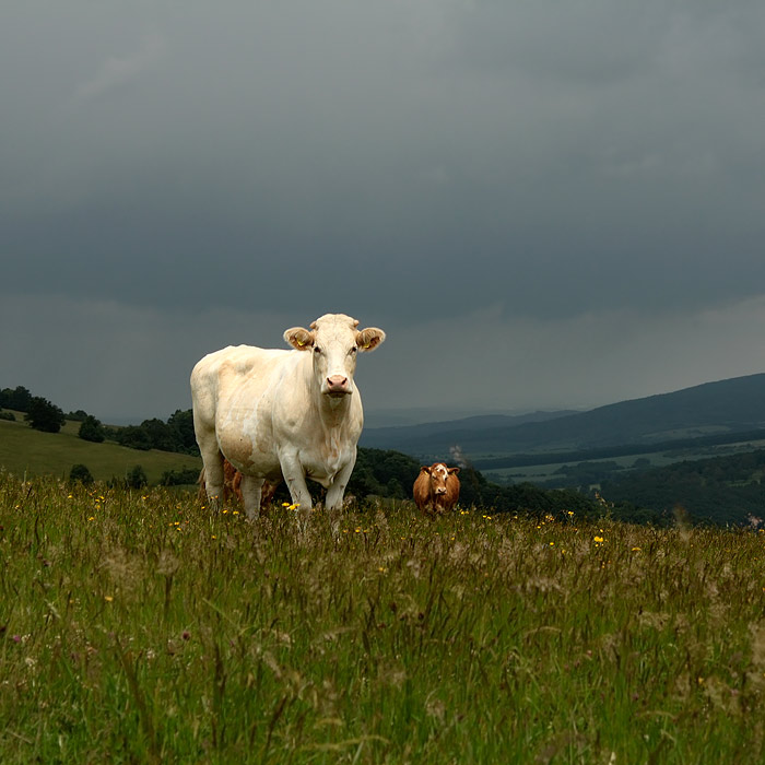 ...muuuuu...