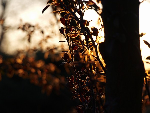 strom kryje slunce..