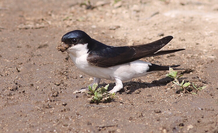 blátivka obecná :))